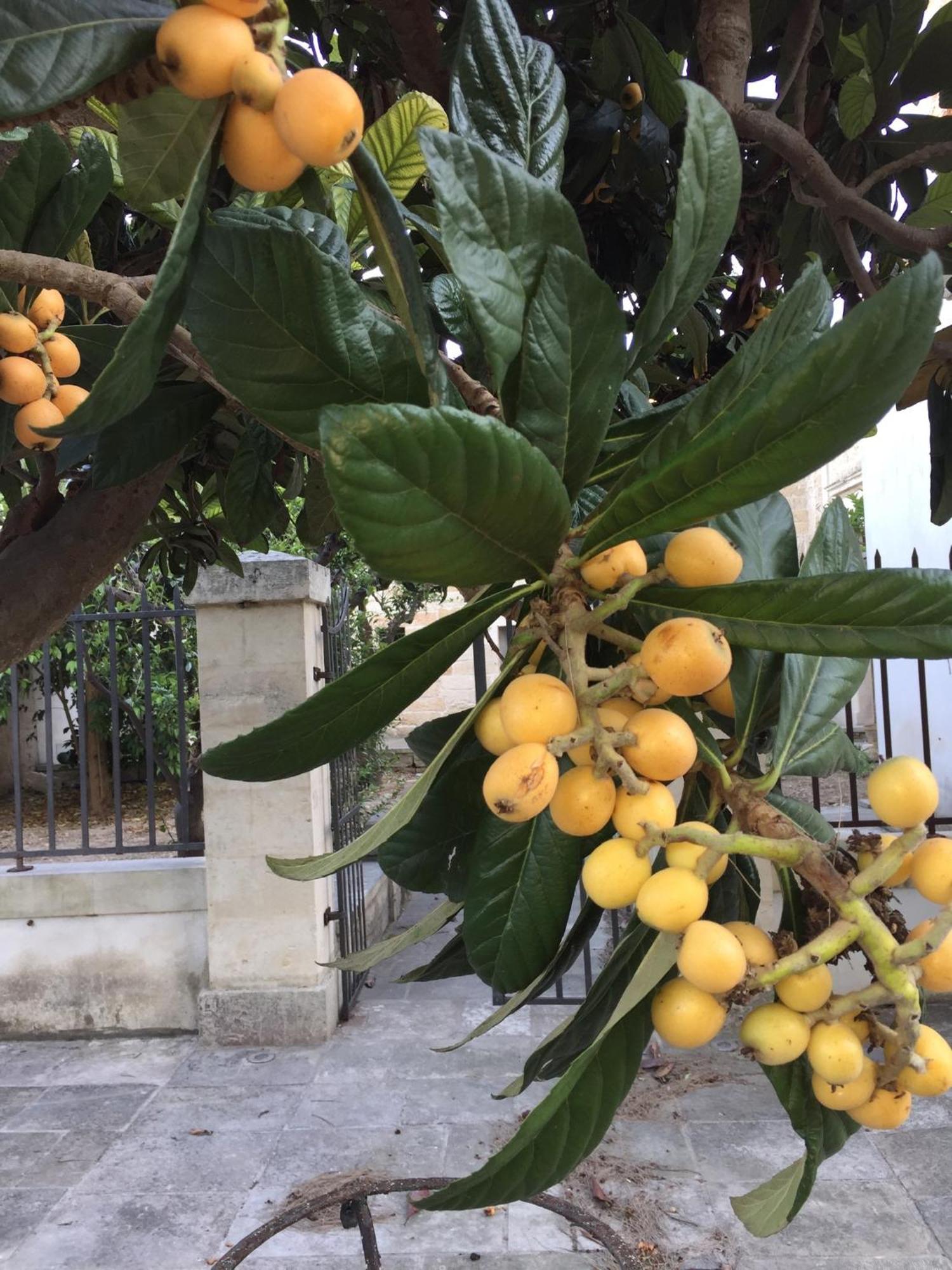 Couette-café Palazzo De Carlo E Il Parco Dei 7 Pozzi Lecce